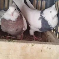 طوقی با جوجه