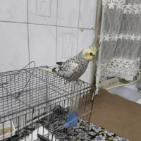 دو تاعروس هلندی
