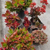 ۶ عدد گل طبیعی