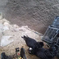 مرغ خروس چهار عدد