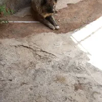 سگ گله