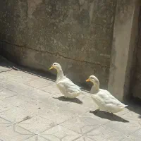فروش اردک
