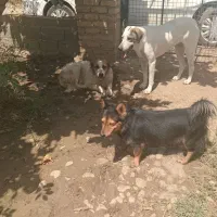 سگ باغ