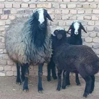 مــرکز  گوسفند  ژن دار بره fdetre ارسال شهر شال