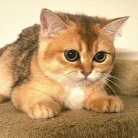 بچه گربه بریتیش اصیل