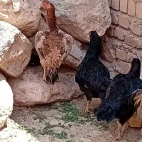 جوجه لاری