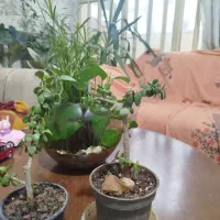 بونسای کراسولا