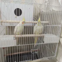 عروس هلندی