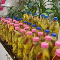 ترشی بیلهر و بنه