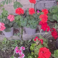 گل شمعدانی|گل و گیاه طبیعی|حویق, |دیوار