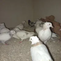 16عدد کبوتر
