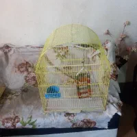 قفس بزرگ طوطی به متعلقات بازی وجا ابی