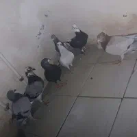 کبوتر