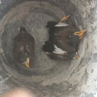 جوجه مینا