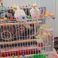 فروش عروس هلندی