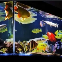 ماهی،راهنمایی و مشاوره کامل درباره آکواریوم