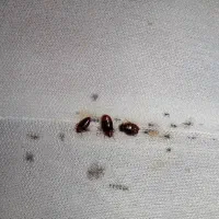 سمپاشی ساس سوسک موریانه در یک مرحله 100درصد تضمینی