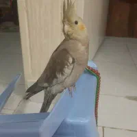 عروس هلندی نرپنج  ماهه