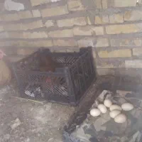 چهارتا مرغ تخم دار ویک عدد خروس عربی درجه یک