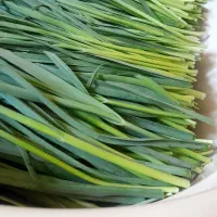 گندله یا تره کوهی