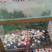 آکواریوم  ماهی
