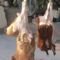 دام زنده گوسفند گوشتی زنده