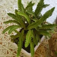 سرخس Rusty back|گل و گیاه طبیعی|نور, |دیوار