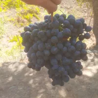 باغ|گل و گیاه طبیعی|مریوان, |دیوار