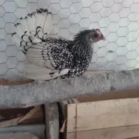 مرغ و خروس سبرایت