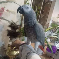 واگذاری شما را پرنده قبول می کنم (رایگان)
