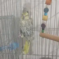 فروشی عروس هلندی باکتوله