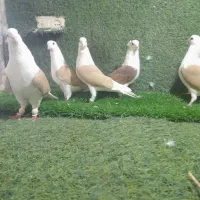 سرورهفرنگ رنگی کله سفید
