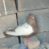 چنتا کفتر بهبونی