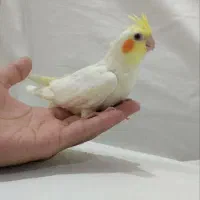 جوجه عروس هلندی