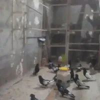 کبوتر فروشی