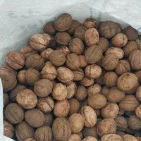 گردوی محلی شبستر