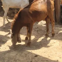 کهر نر