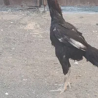 مرغ و خروس لاری