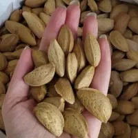 بادوم امسال