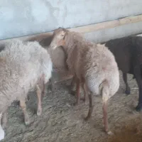 کاور دودندان