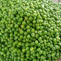 لیمو|خوردنی و آشامیدنی|بلوک, |دیوار
