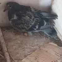 کبوتر