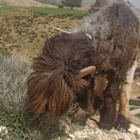 قوچ|حیوانات مزرعه|شهرکرد, |دیوار