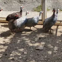 مرغ چینی