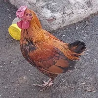 خروس تزئینی