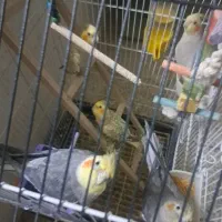 عروس هلندی سالمو سرحال