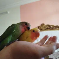 طوطی