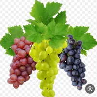 کارگر ساده هستم .برای چیدن انگور ،سیب و..