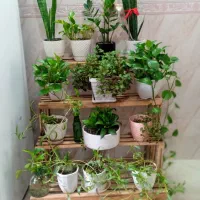 پایه گل