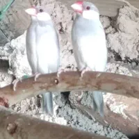 جفت فنچ نرگسی مولد